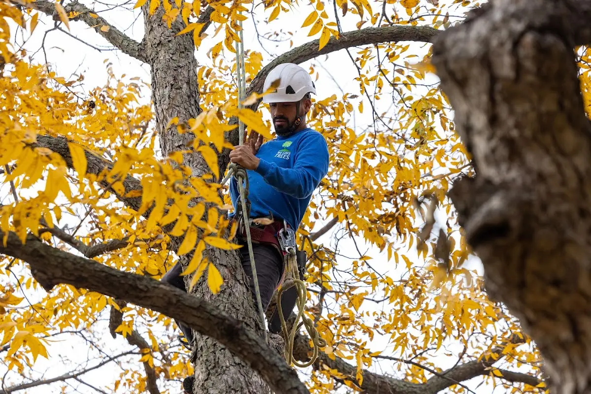 Skilled Tree Pruning crew working in Stillwater